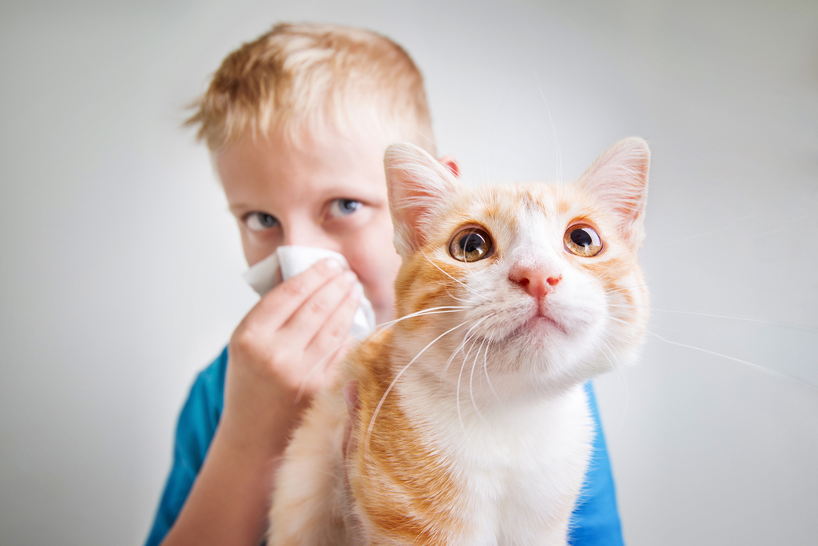 Cat Allergy Everything You Need To Know