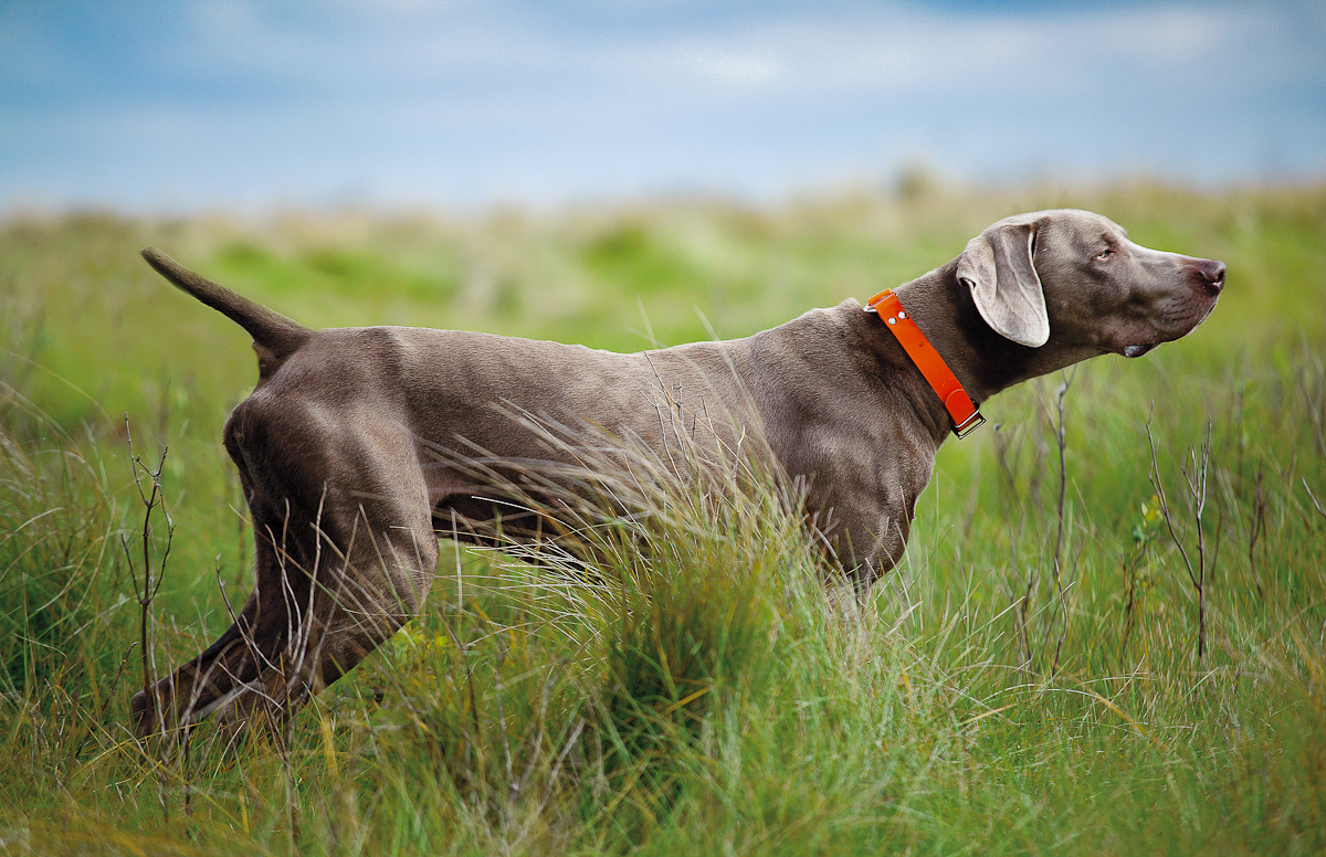 weimaraner-dog-chacterstics