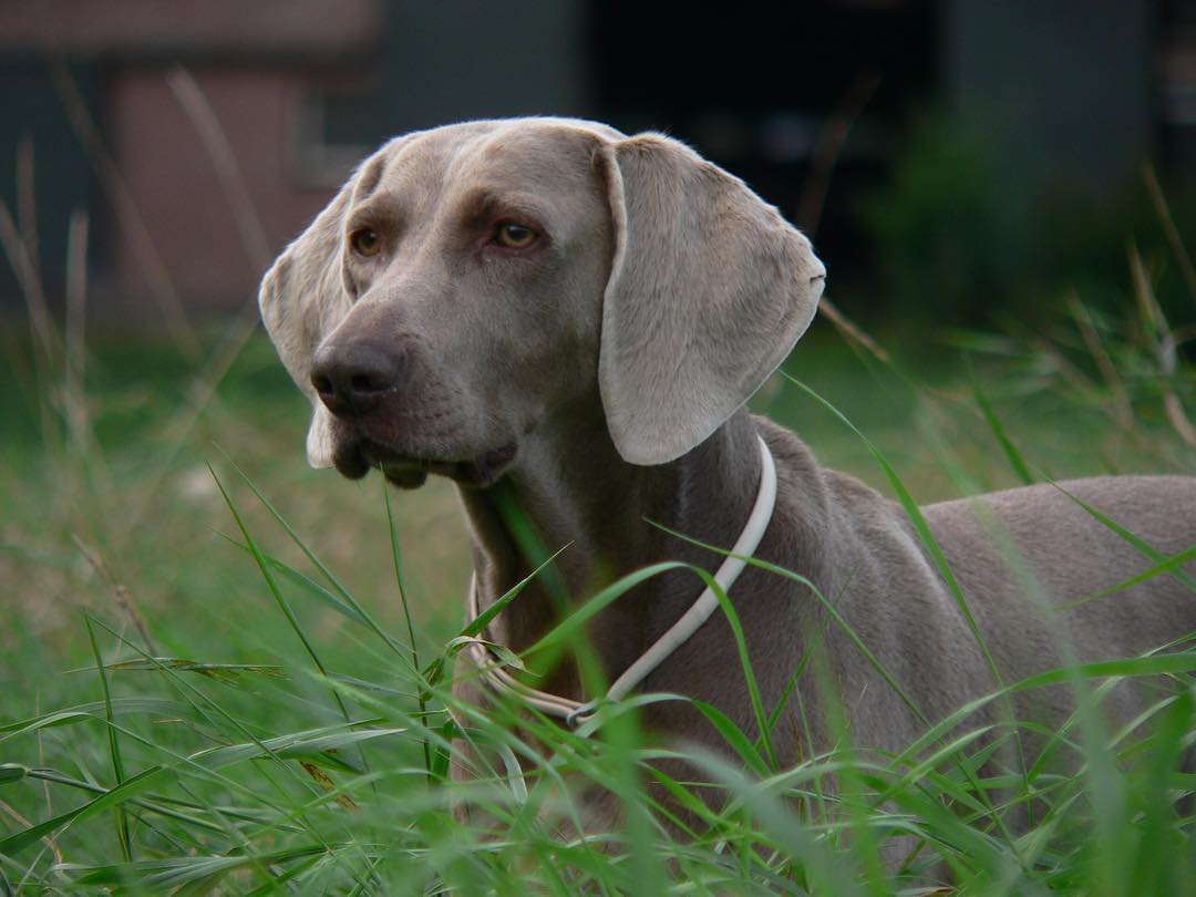 weimaraner-dog