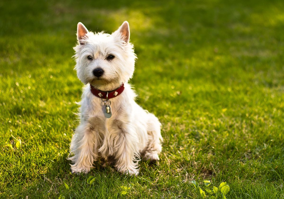 west-highland-white-terrier