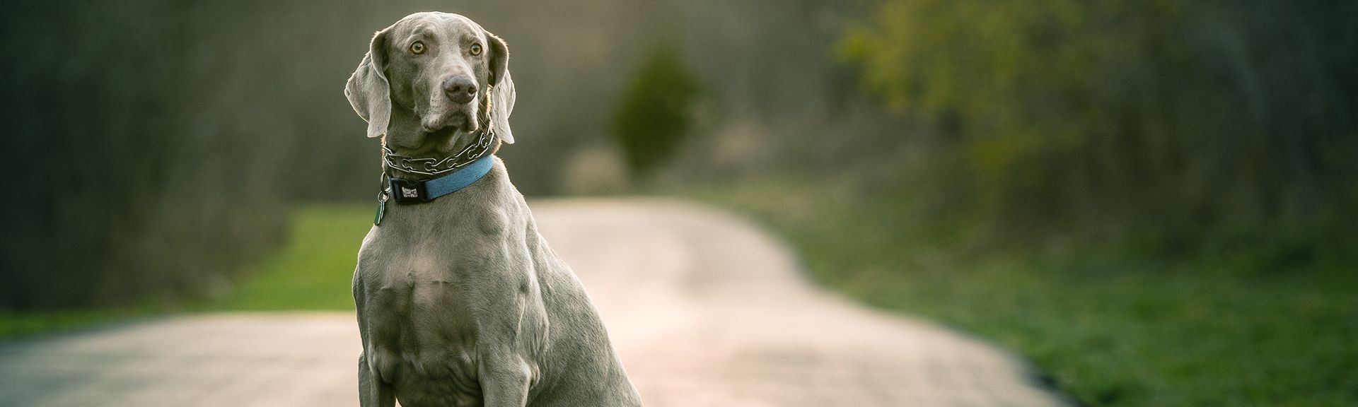 weimaraner-dog-health