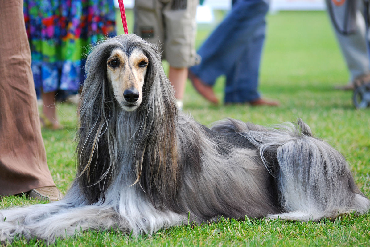 afghan-hound