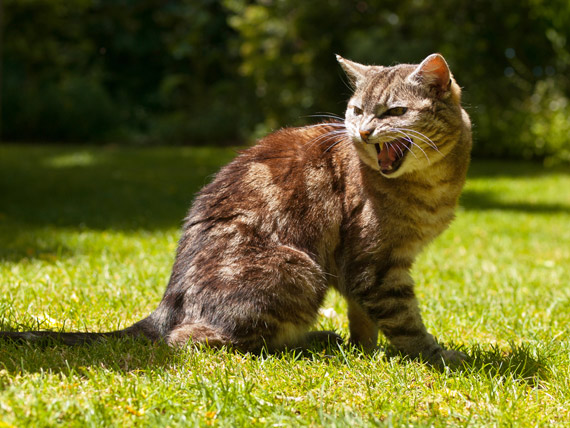 Cat Agression | Dealing With an Aggressive Cat?