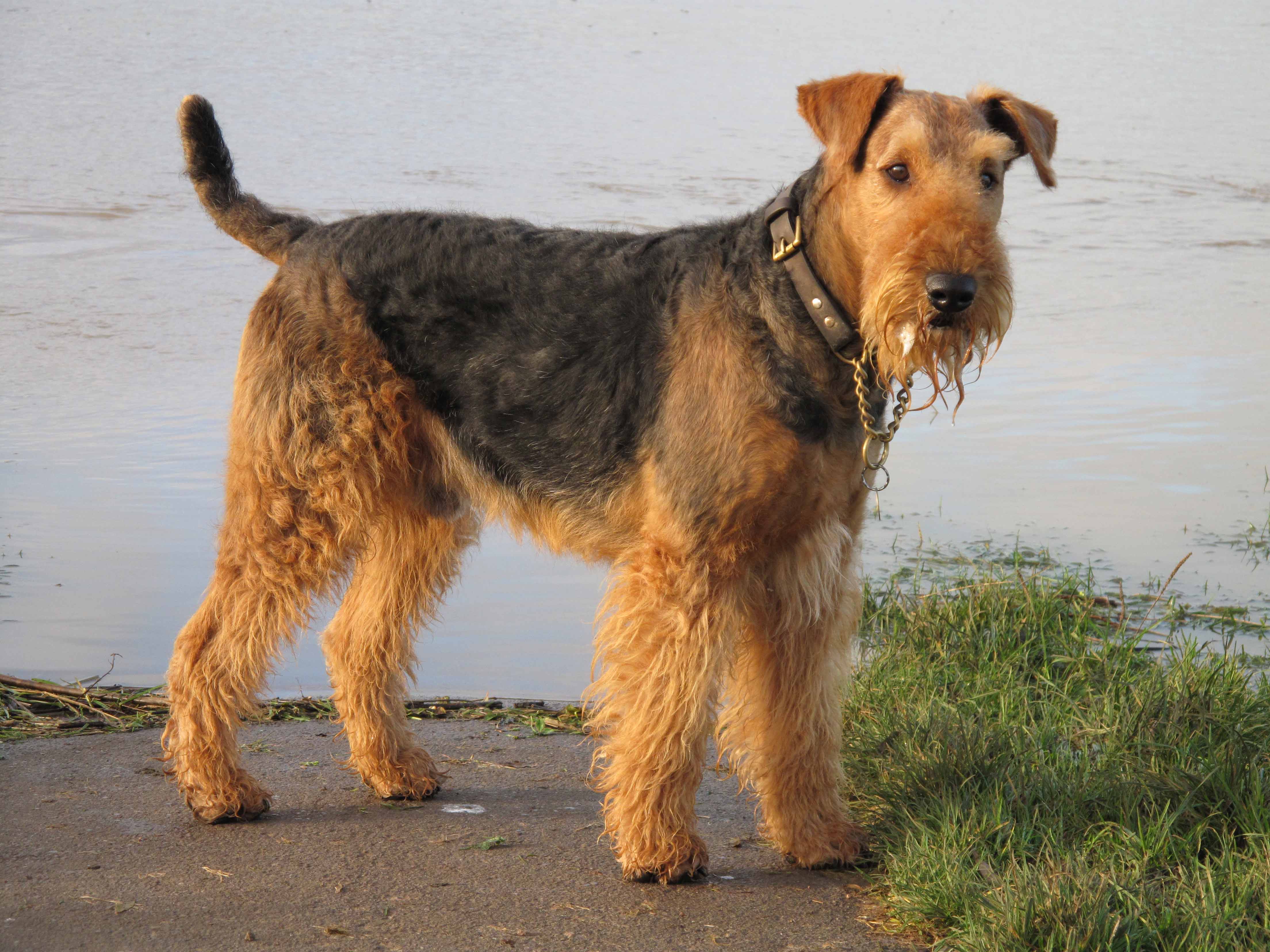 airedale-terrier-dog