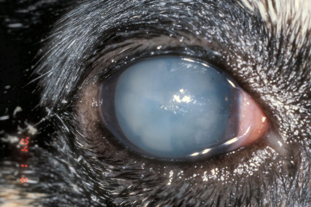Conjunctivitis-cat-eye-problems