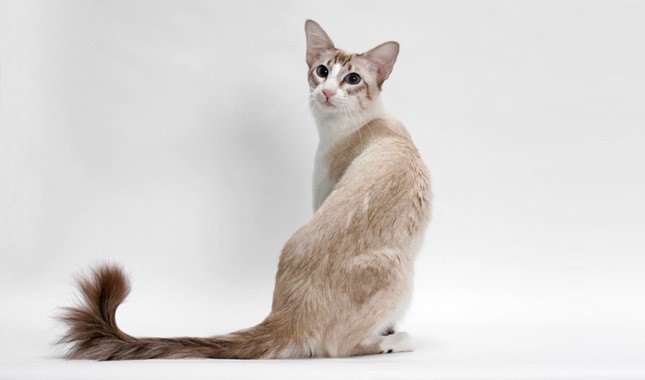 balinese cat breed