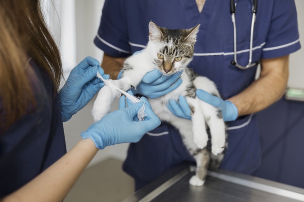 bandaging-cat