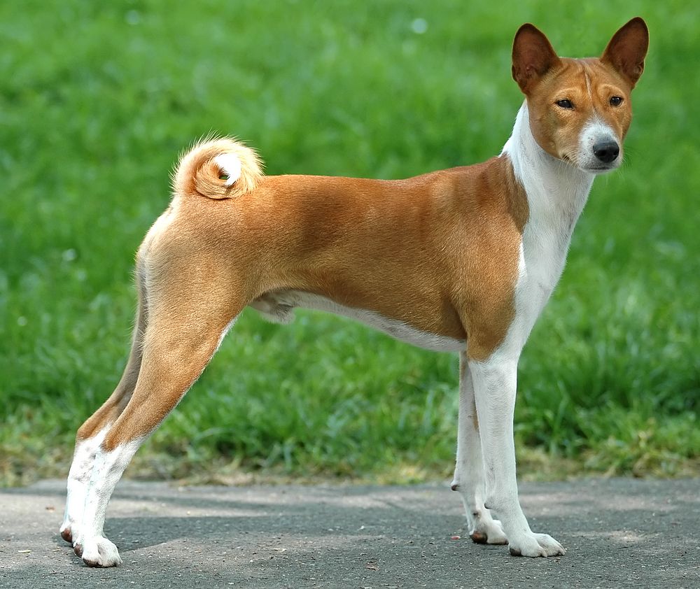 basenji-dog-characterstics