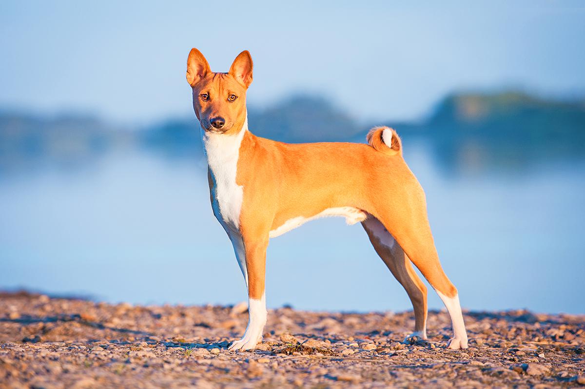 basenji-health