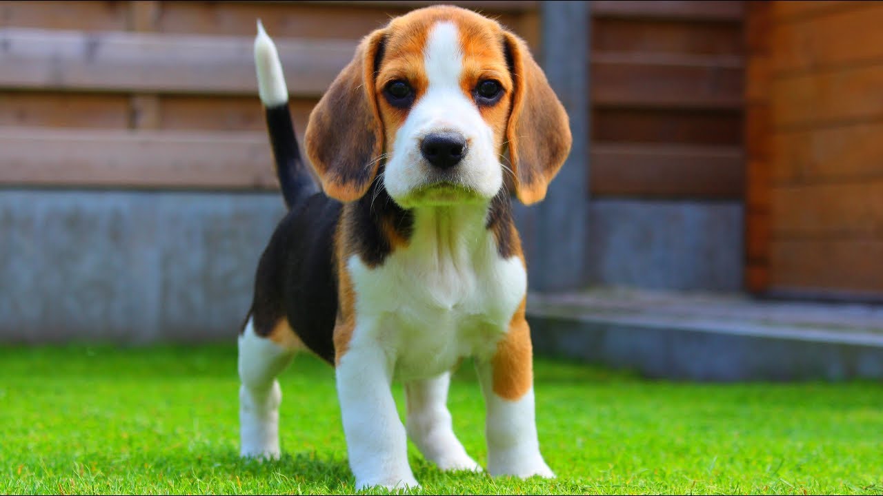 beagle-dog