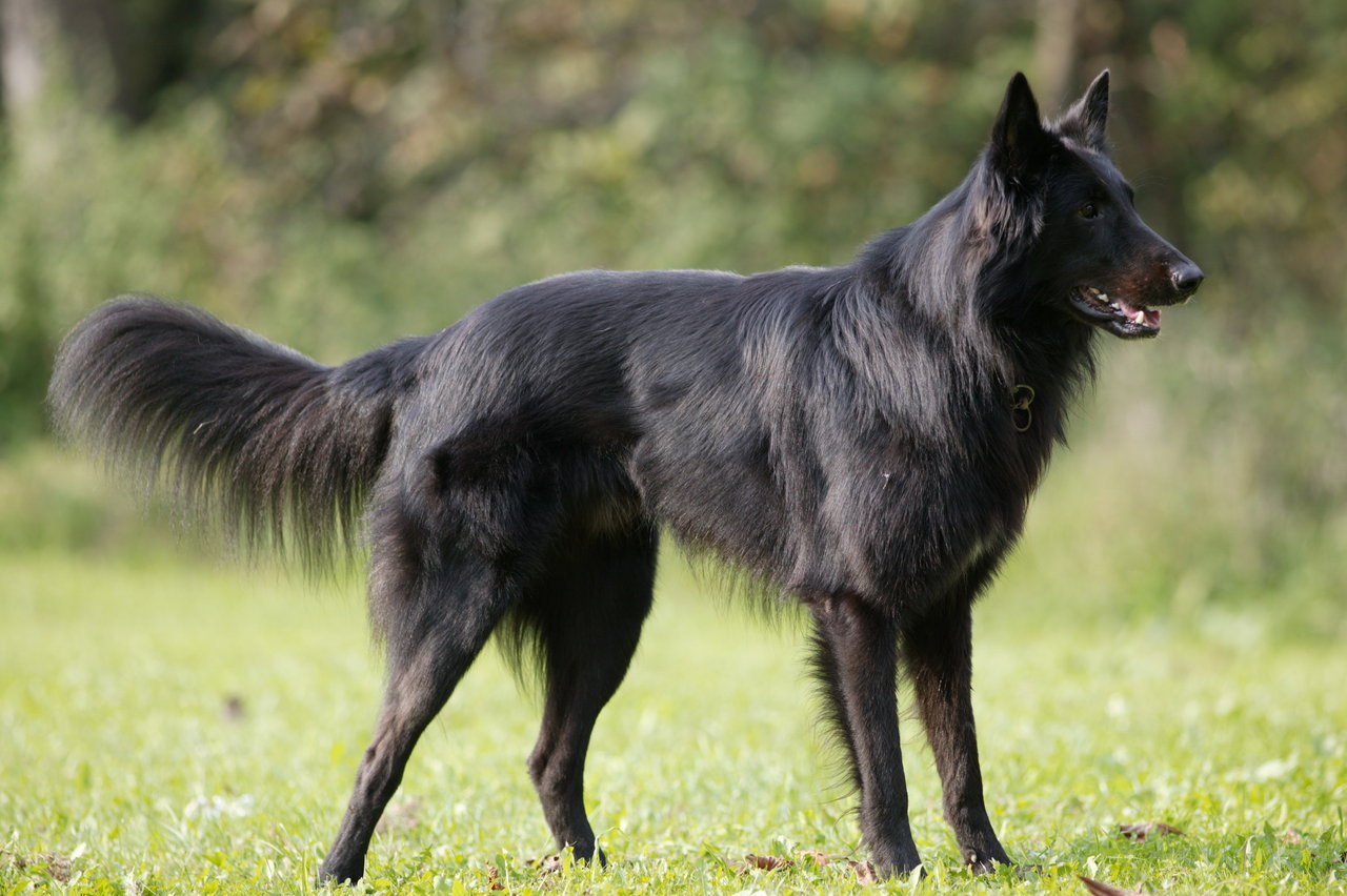 belgian-shepherd-groenendael