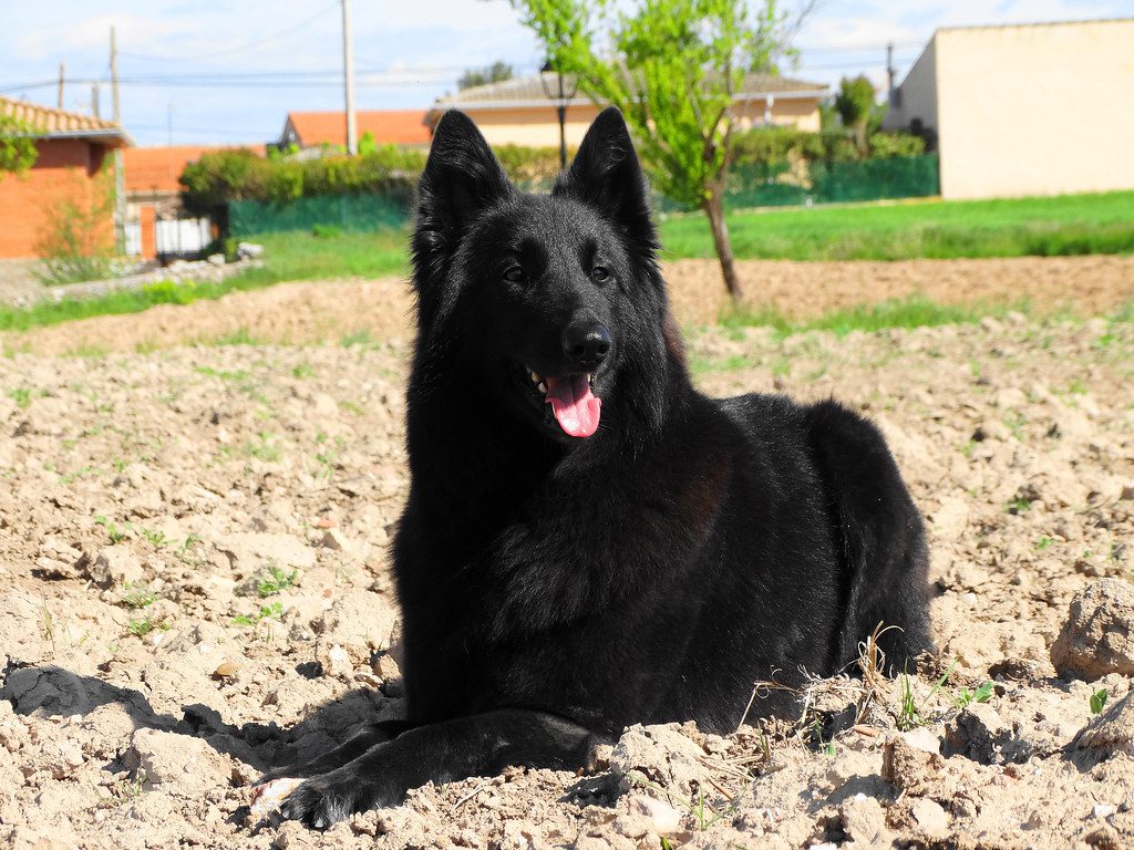 belgian-shepherd-health