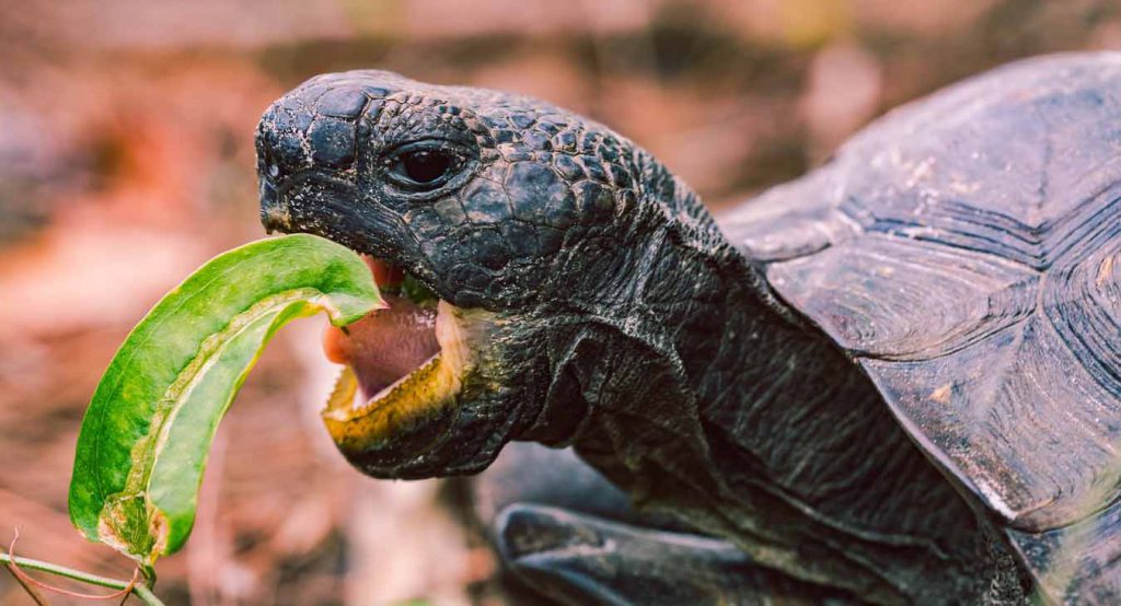 russian-tortoise-food-favorite-disliked-food-vegetables