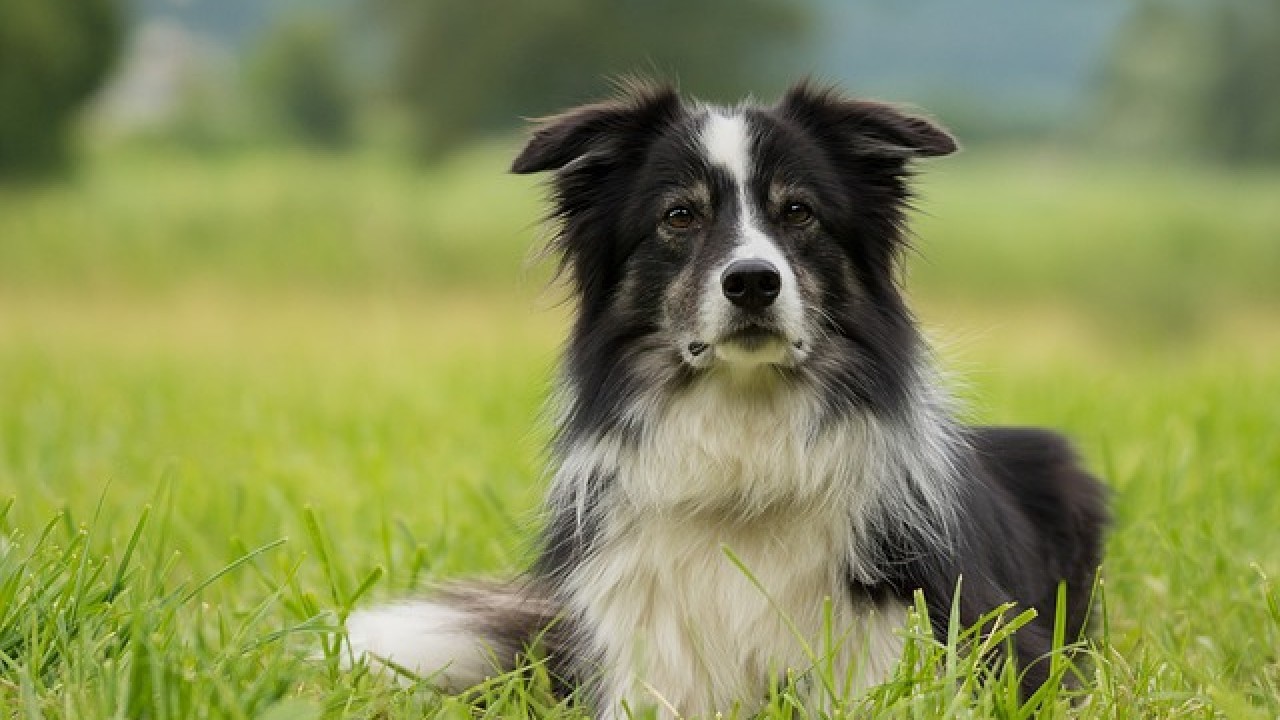 border-collie