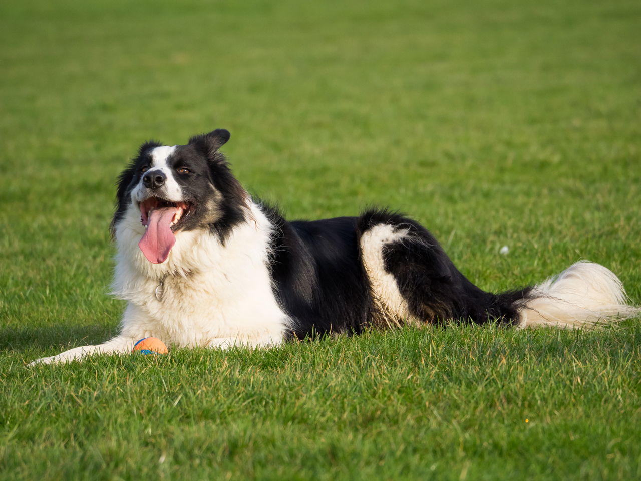 border-collie-Characteristics