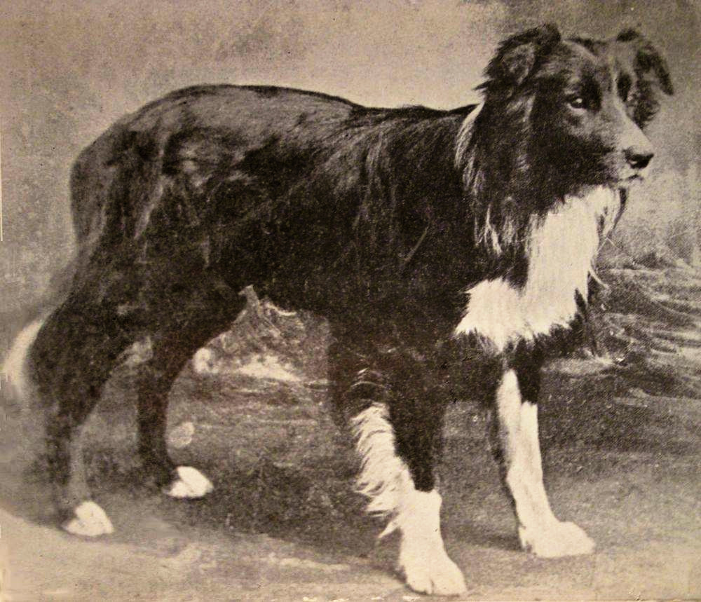 border-collie-history