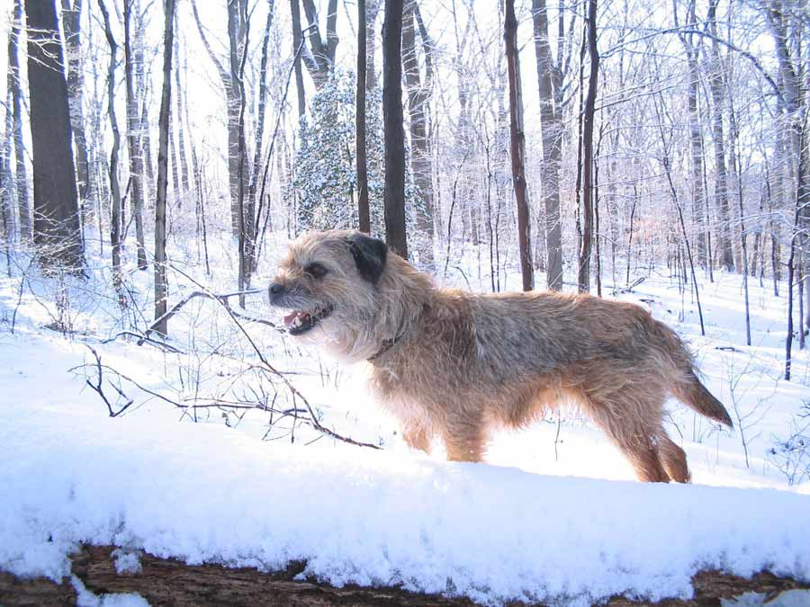 border-terrier-health