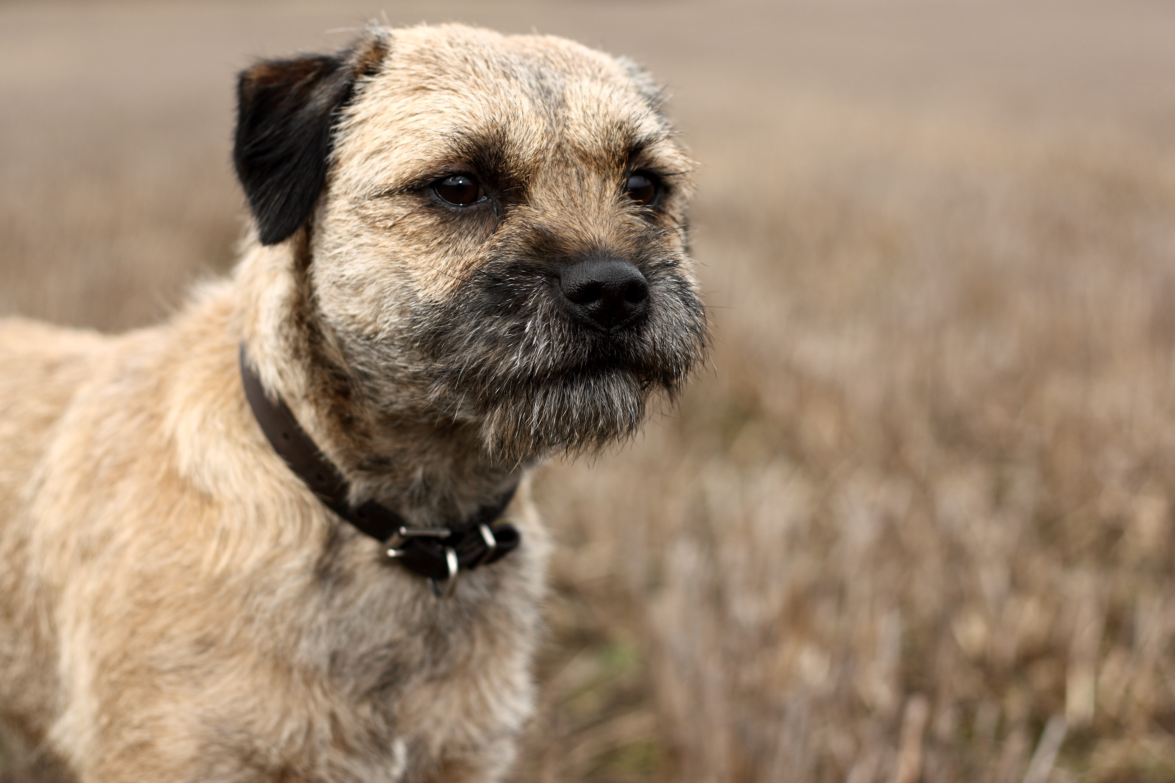 border-terrier-characterstics