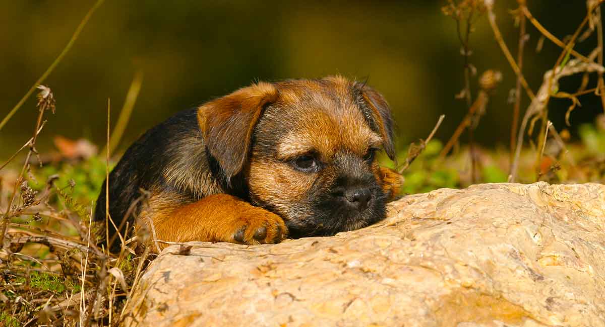 border-terrier-history