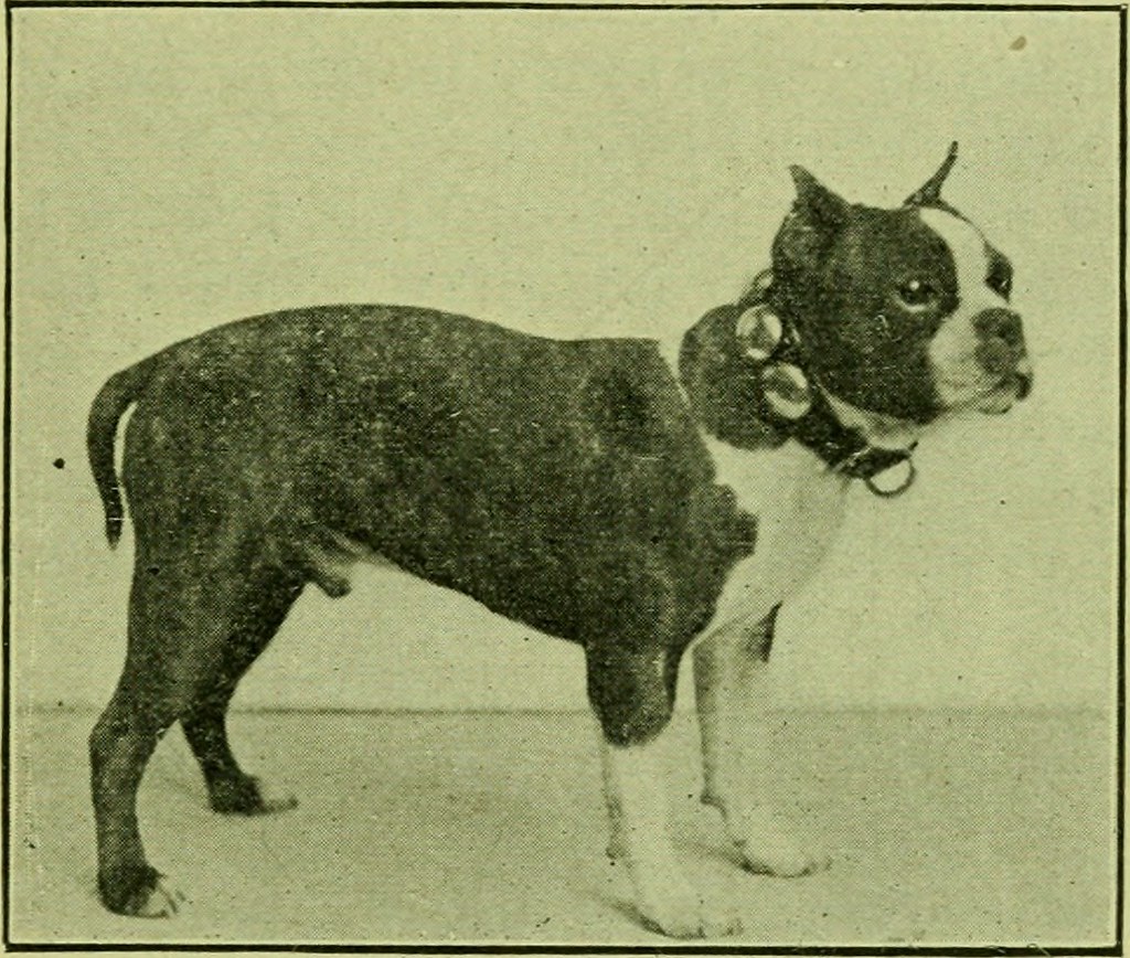 boston-terrier-history