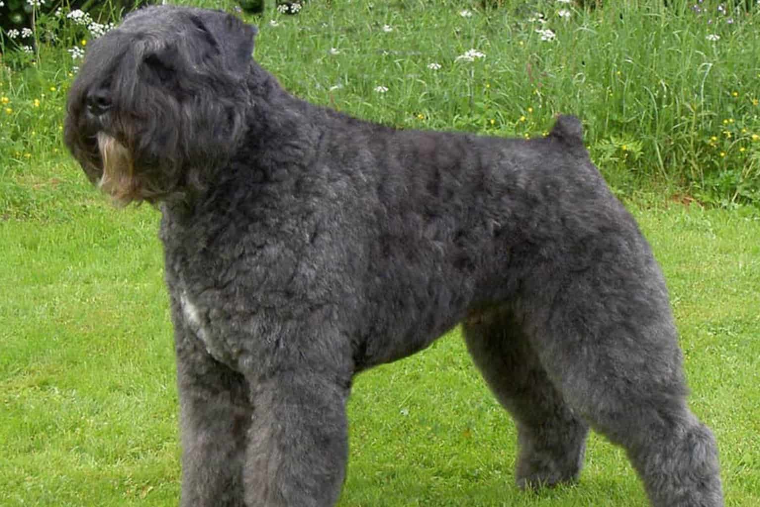 bouvier-des-flandres