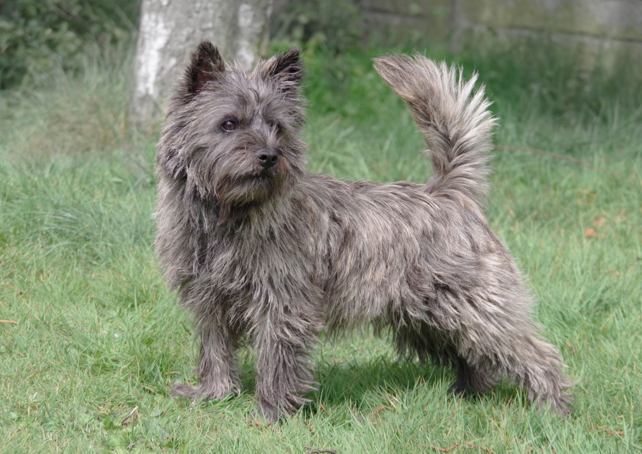 Cairn Terrier Basic Health Problems Physical Features And More