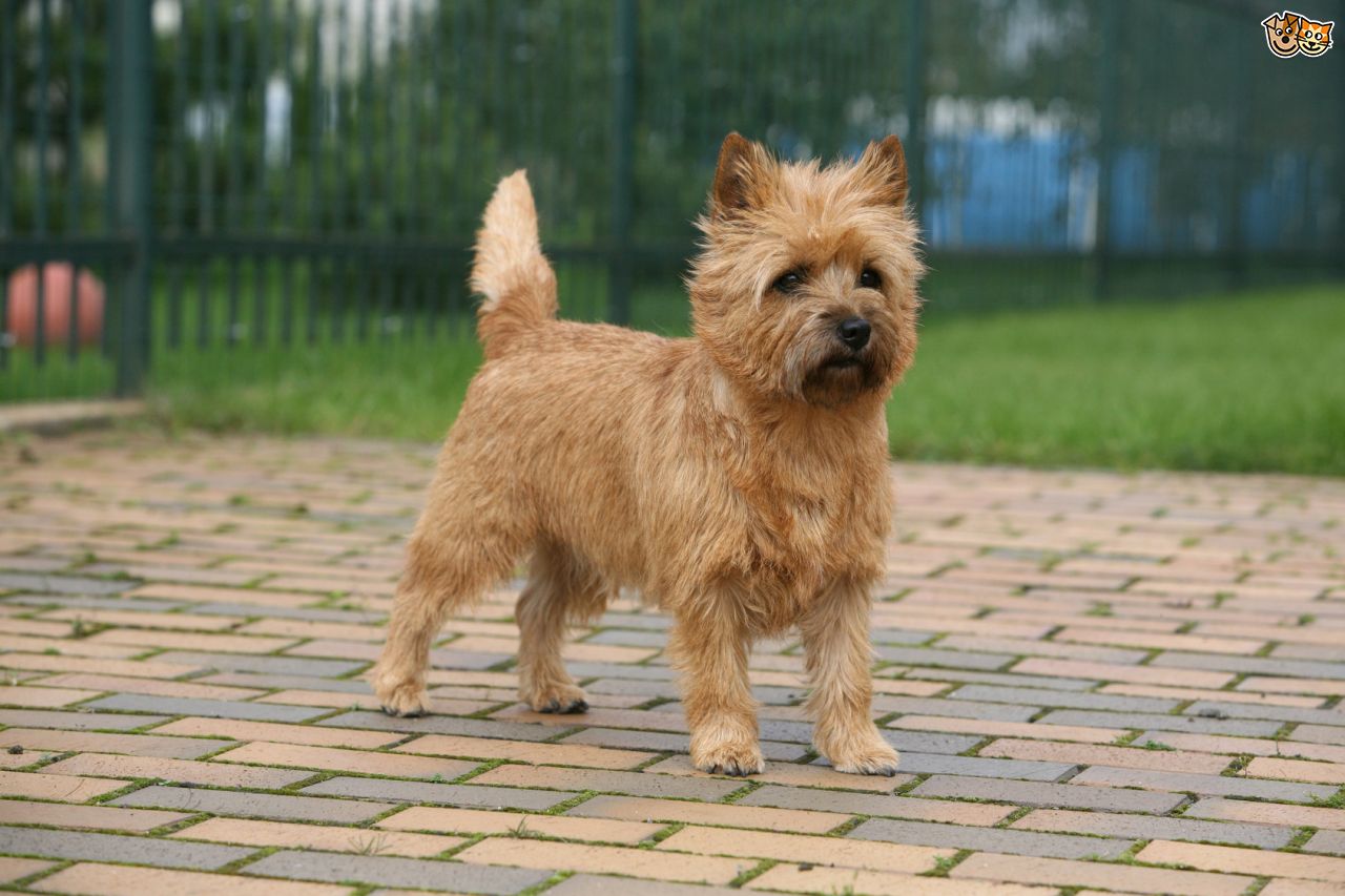 cairn-terrier-grooming