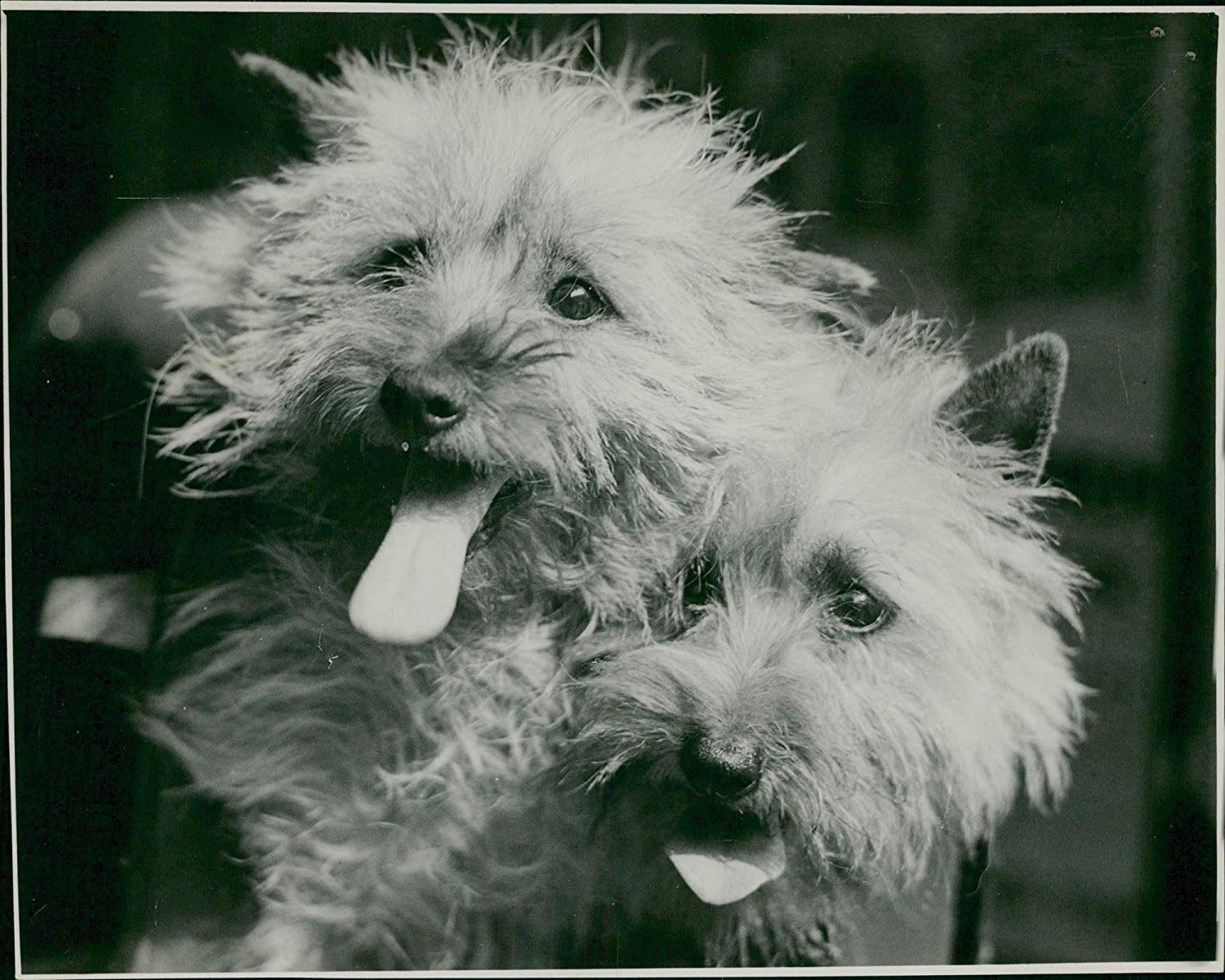 cairn-terrier-history