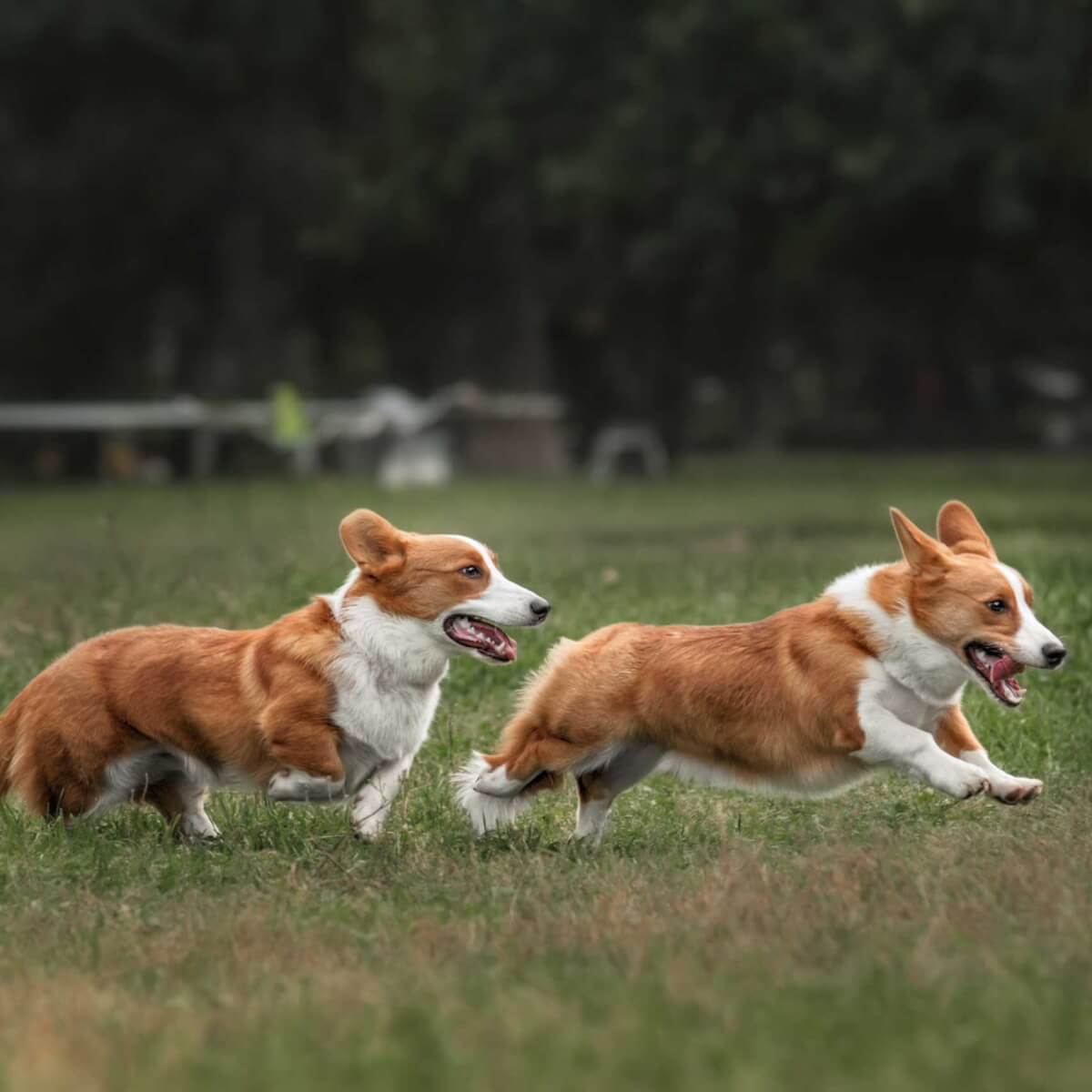 cardigan-welsh-corgi-dog-breed-best-information-pictures