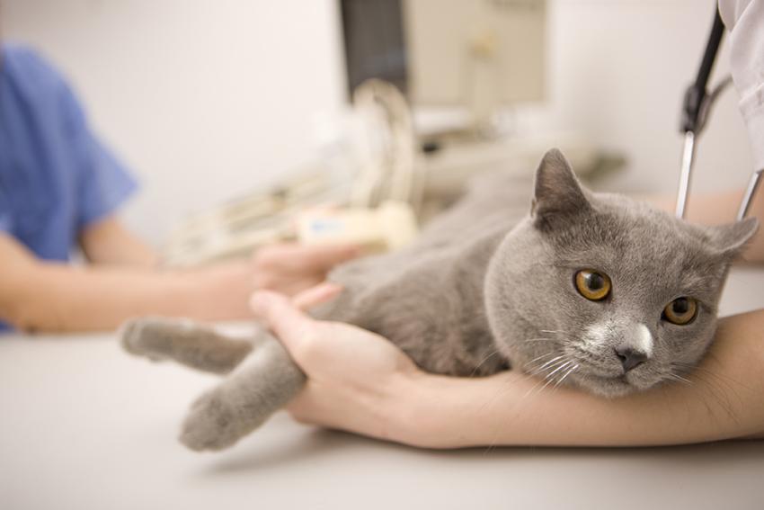 cat-and-veterinarian