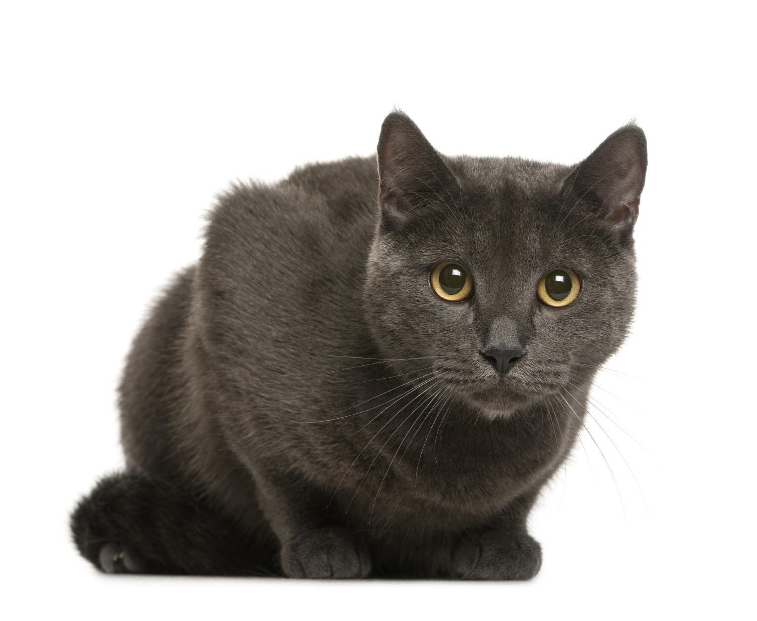 the-chartreux-cat-breed-guide-characteristics-temperaments