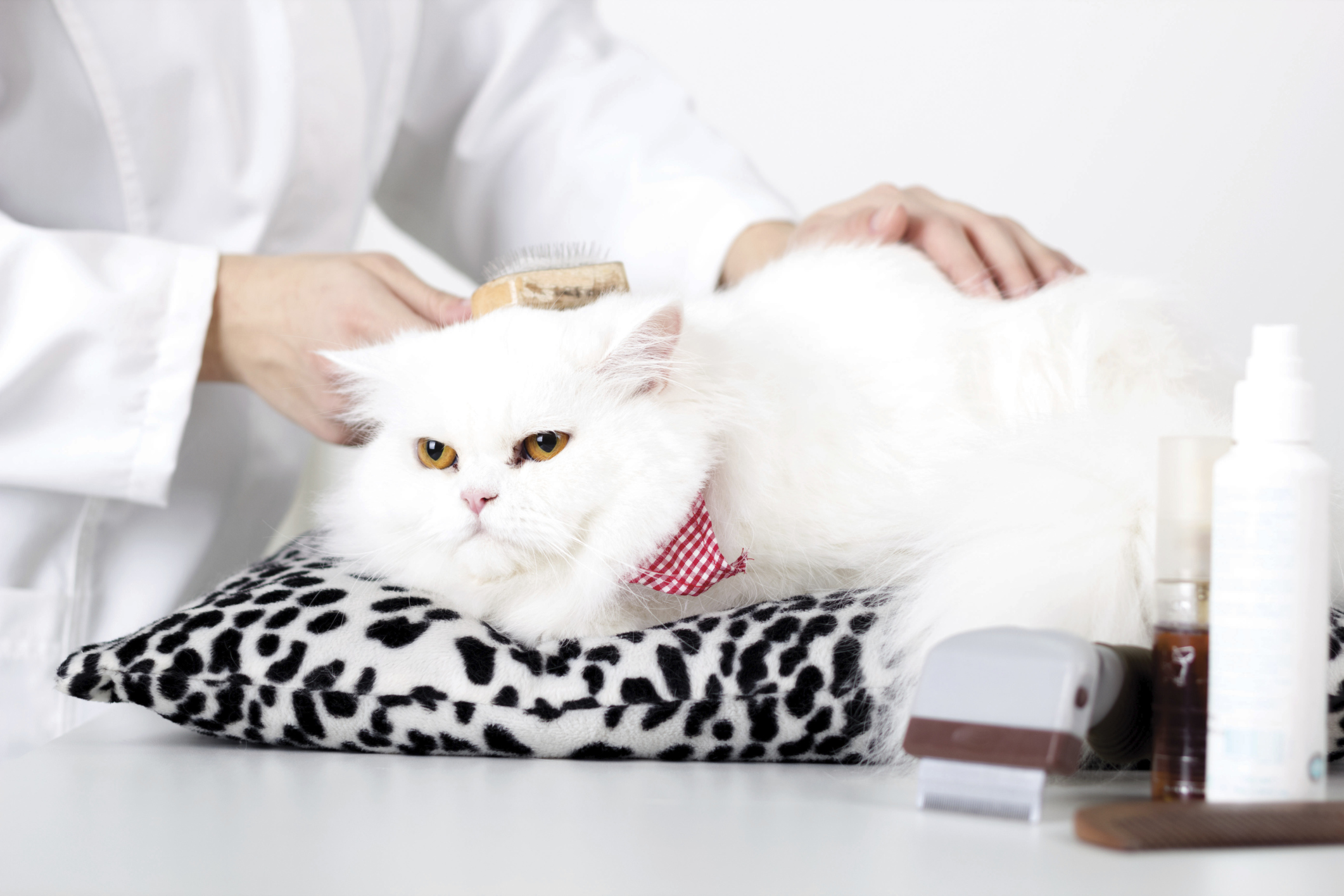Best Cat Grooming Tips What Cats Need Grooming