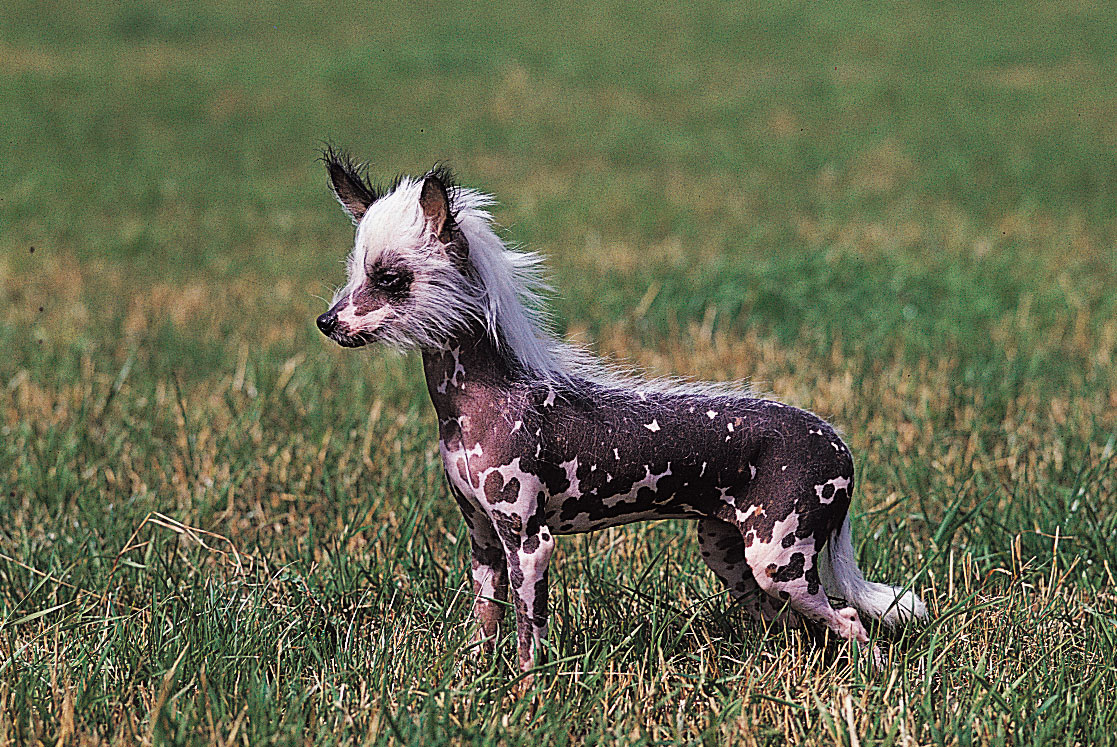 chinese-crested-dog-chacterstics