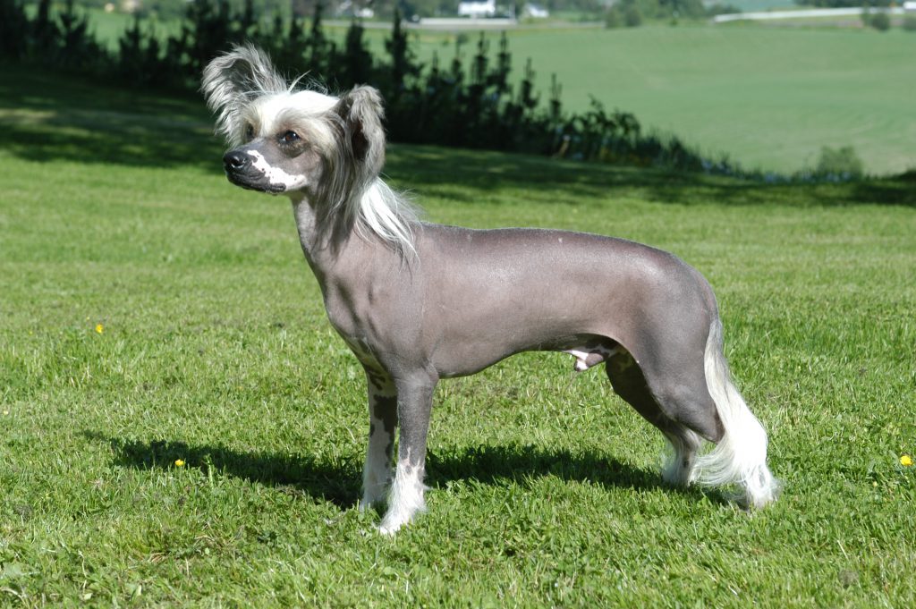 chinese-crested-dog-chacterstics