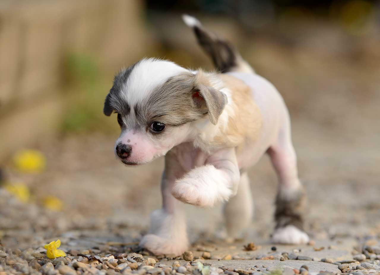 chinese-crested