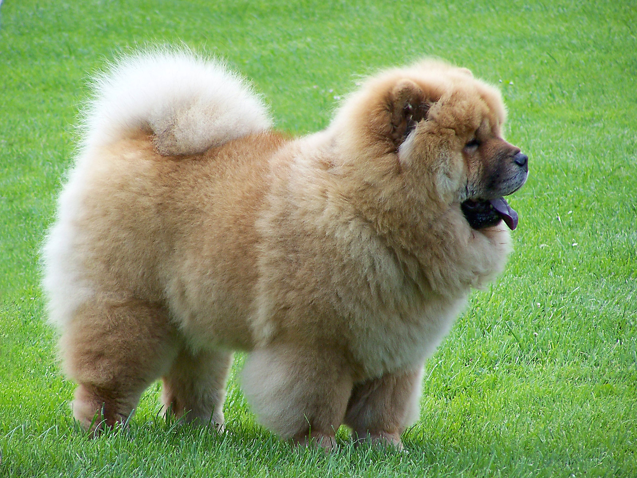 chow-chow-dog