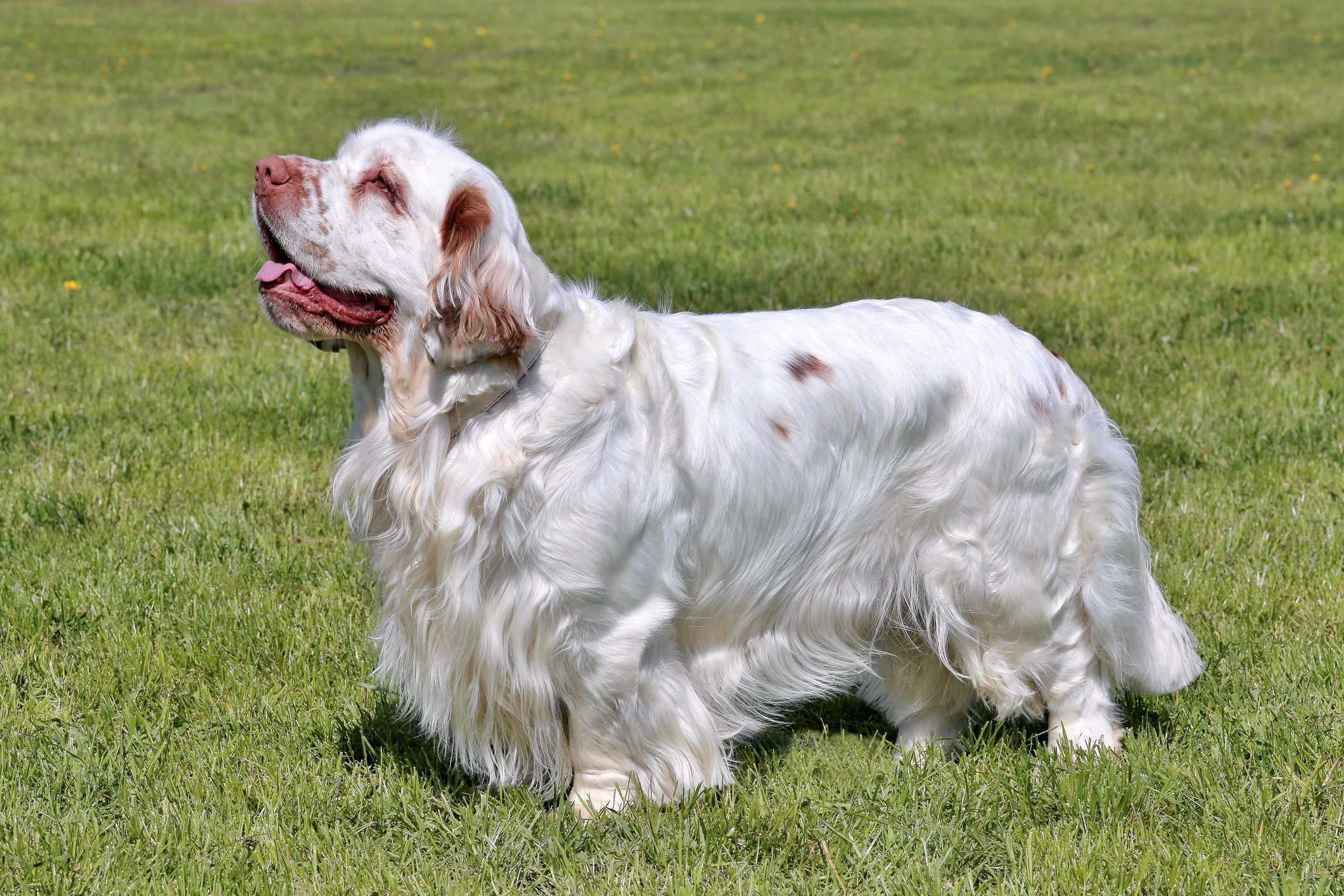 clumber-spaniel