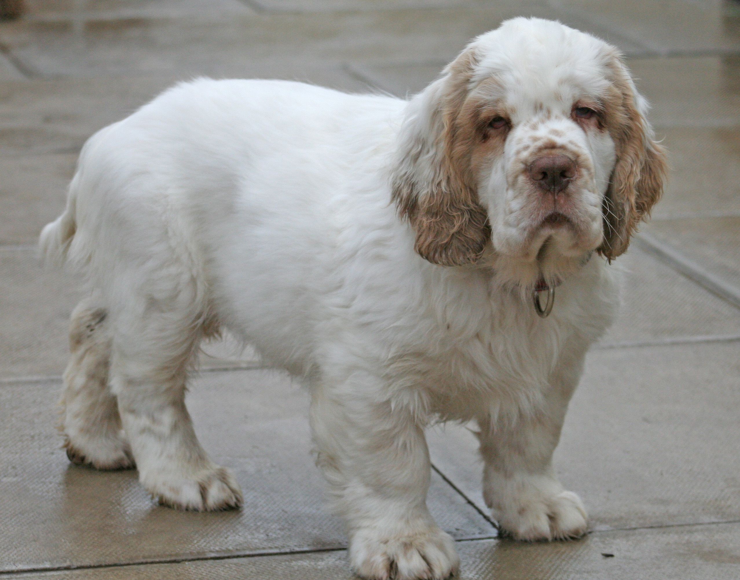 clumber-spaniel