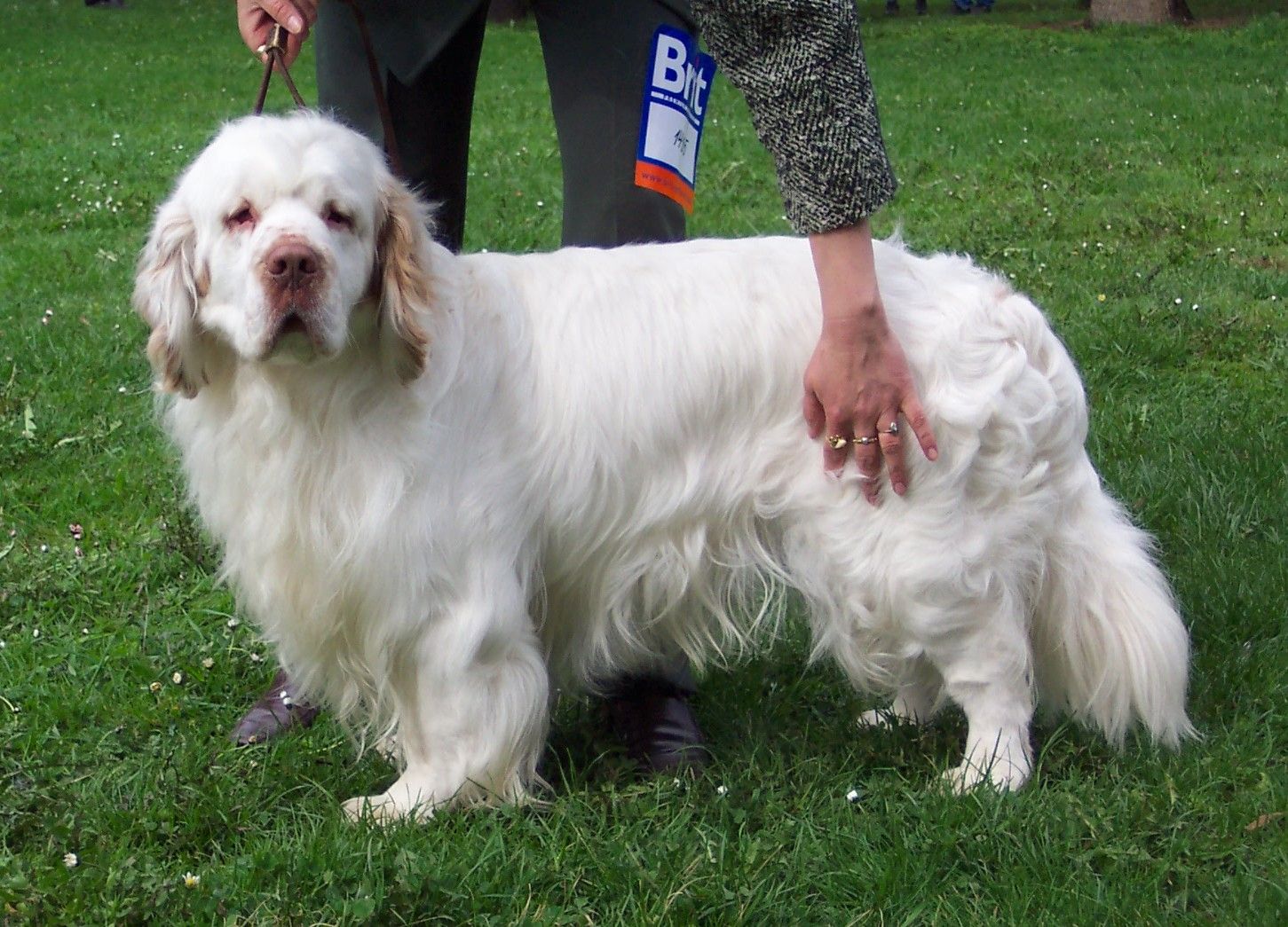 clumber-spaniel