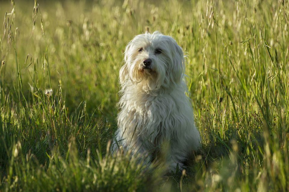 coton-de-tulear-dog-breed