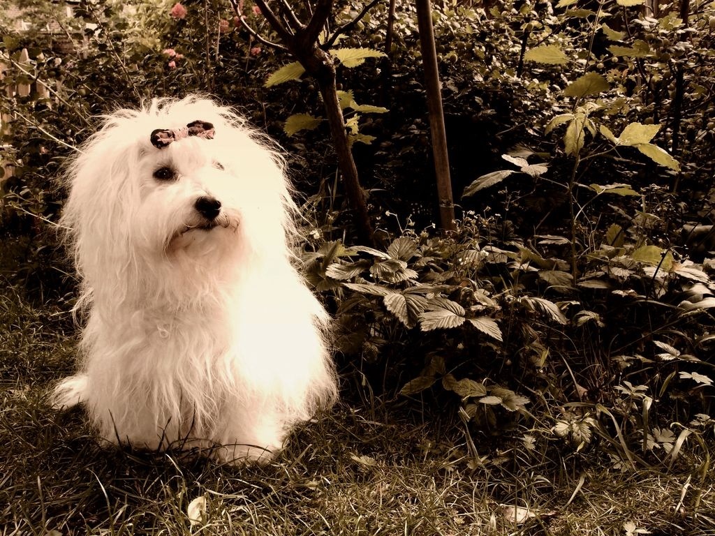 coton-de-tulear-dog-history