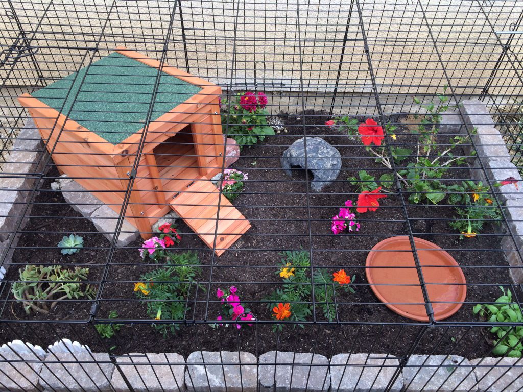 Safety in outdoor tortoise enclosure