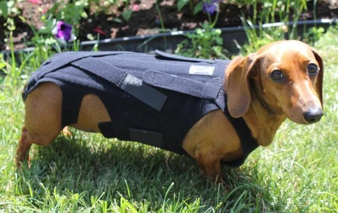 dachshund-back-problem