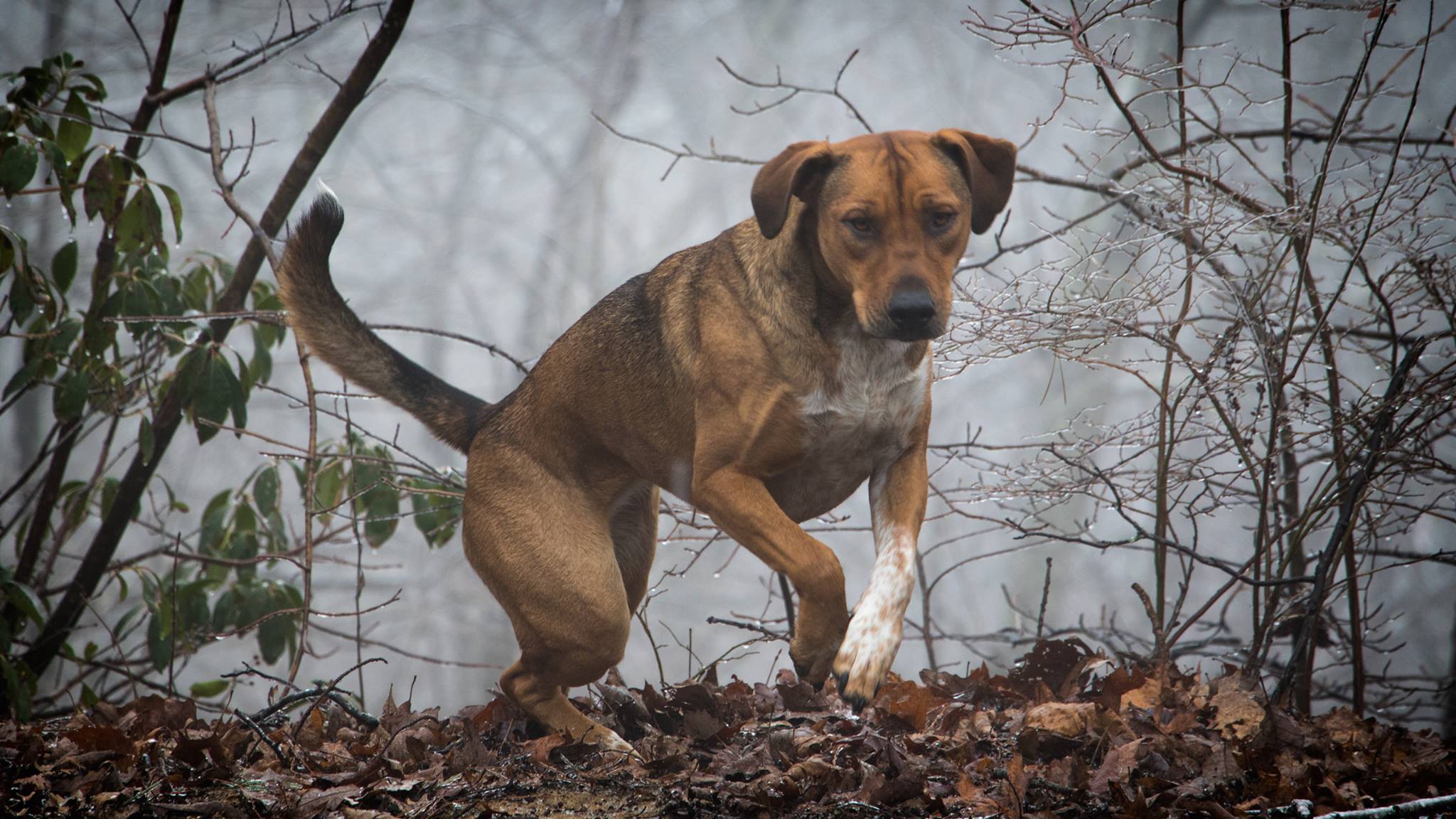 dog-breaking