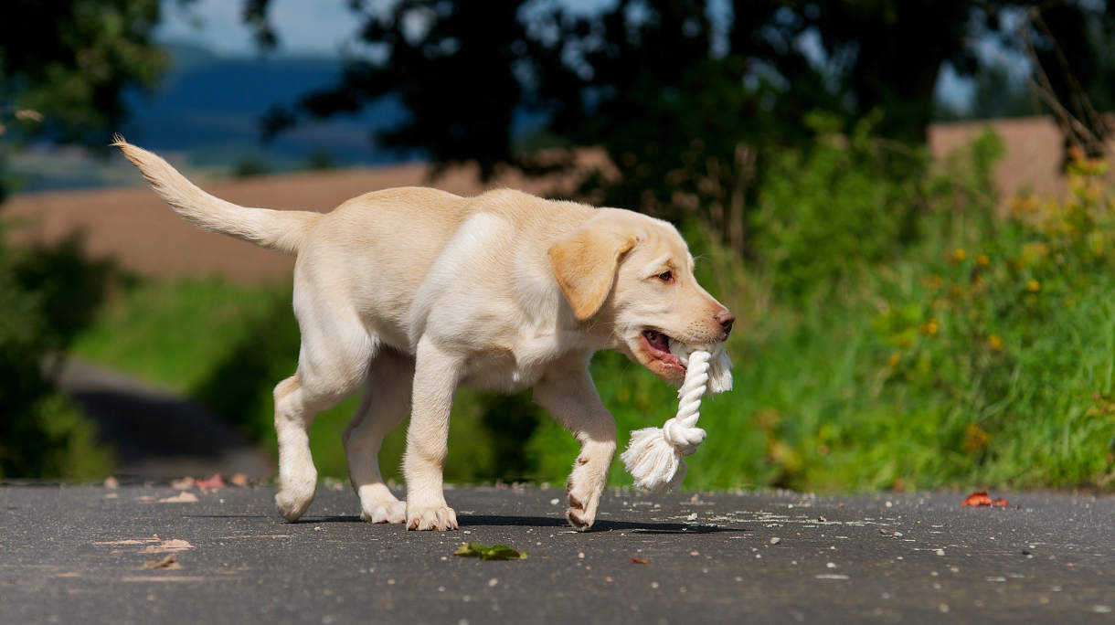 dog-chewing