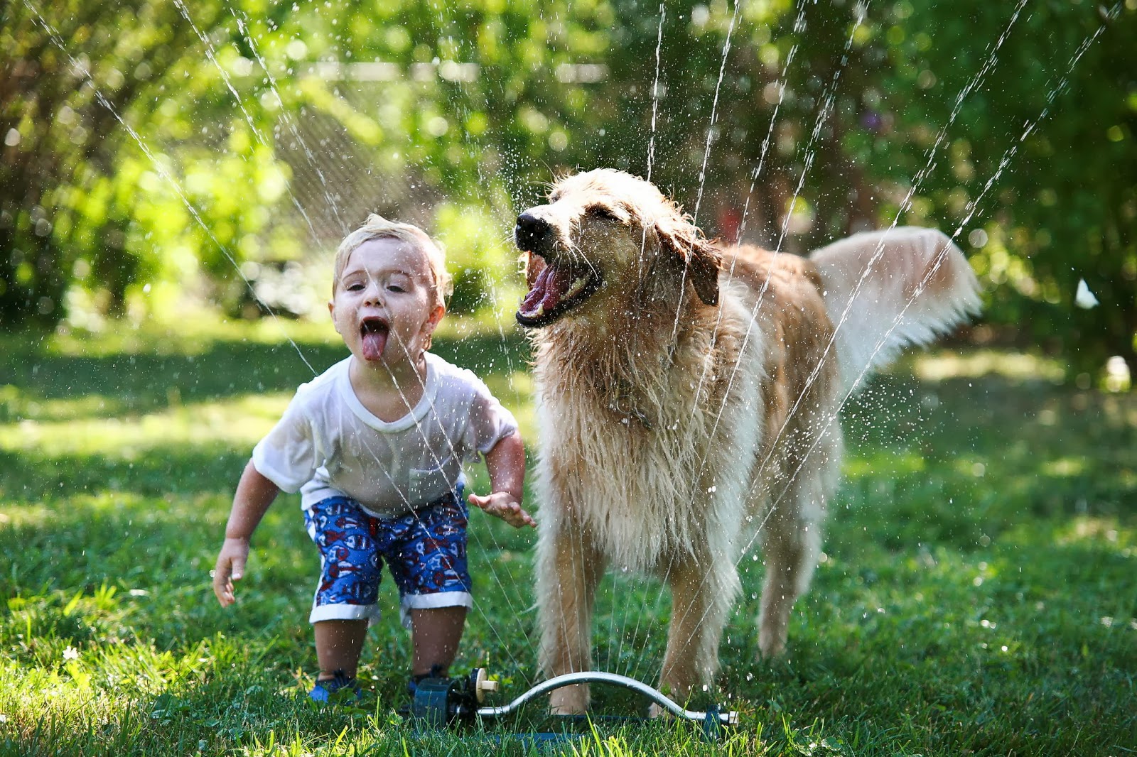 dog-for-family