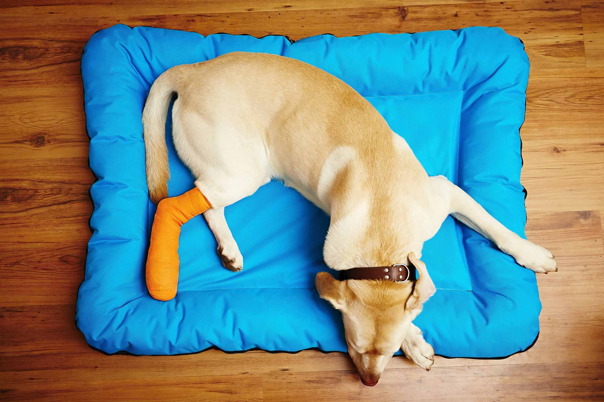 dog-pain-chronic-pain-adaptive-pain-full-information