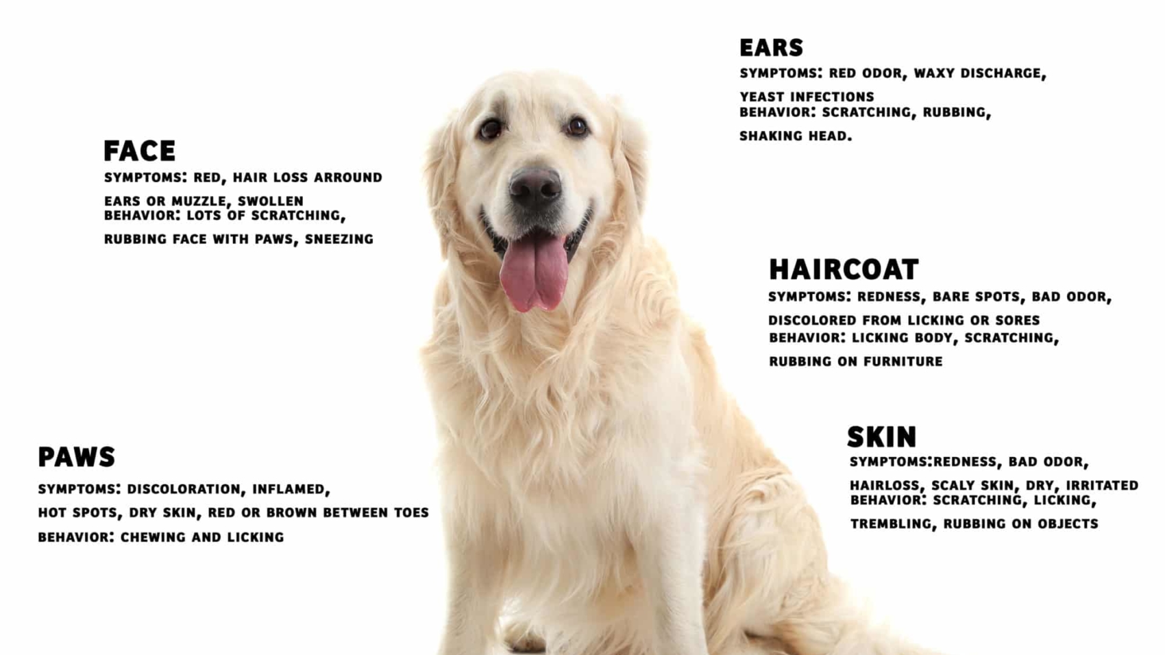 dog-skin-disorders