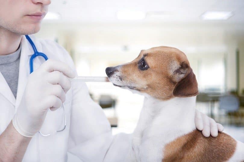 dog- vaccination