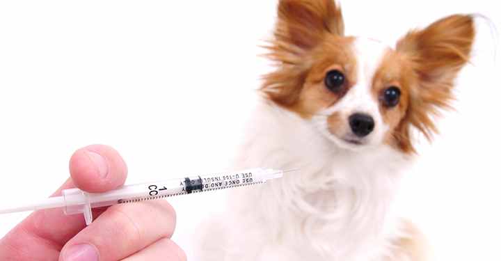 dog-vaccienations